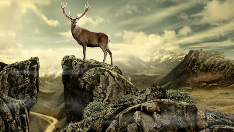 jelen strong / commercial